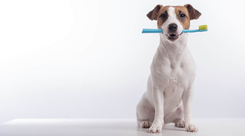 Comment prendre soin de la santé dentaire de votre chien?