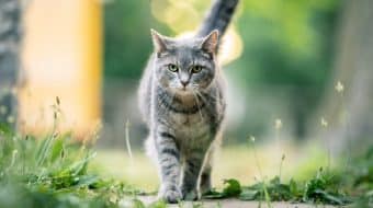 Preventing Risks for the Health of Your Cat Who Goes Outside
