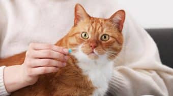 Acetaminophen is Toxic to Your Cat!