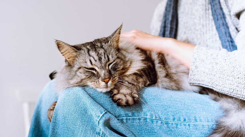 Feline Hyperthyroidism