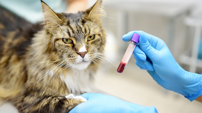 About Feline AIDS - Vet et Nous