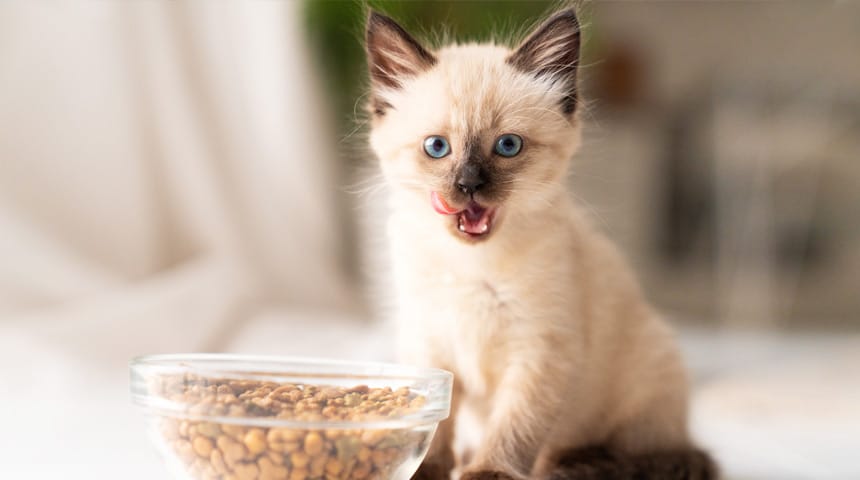 Suggestions utiles pour l’alimentation de votre chaton