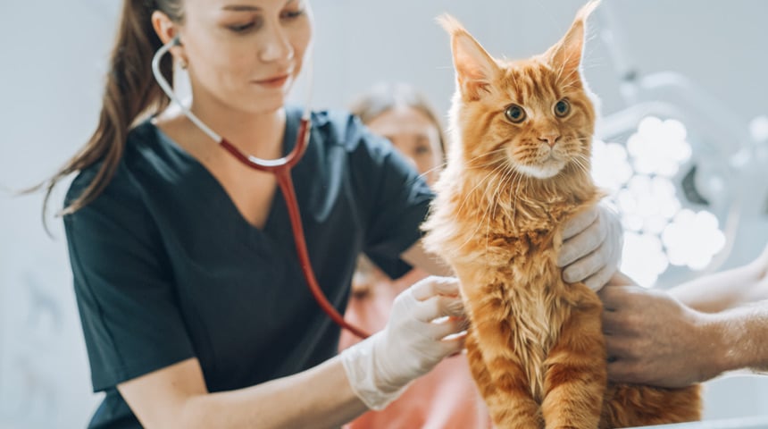 The Importance of your Cat’s Annual Check-up