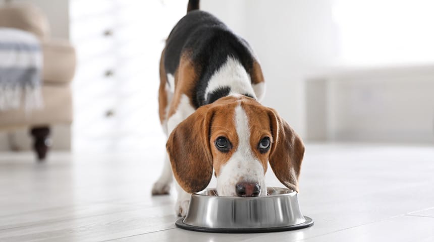 Comment réduire les risques de blocage urinaire chez les chiens ?