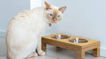 Comment réduire les risques de blocage urinaire chez le chat?