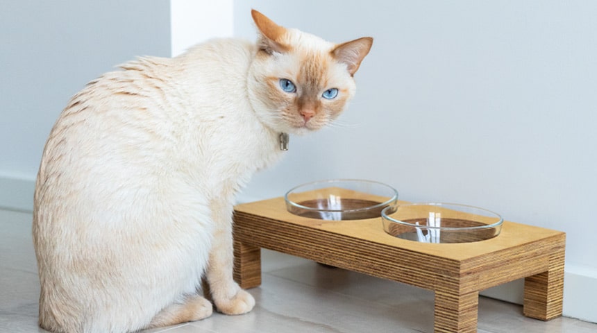 Comment réduire les risques de blocage urinaire chez le chat?