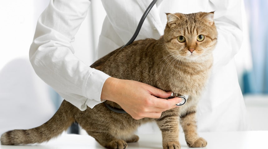 Taking Care of your Cat with Osteoarthritis