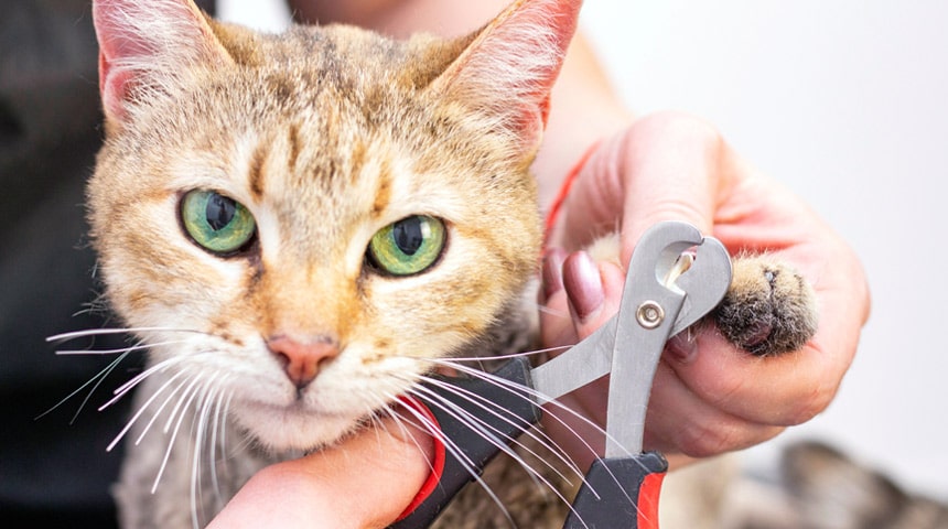 Preparing Your Cat for a Less Stressful Nail Clipping