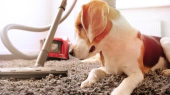Fleas: Managing your Dog and its Environment