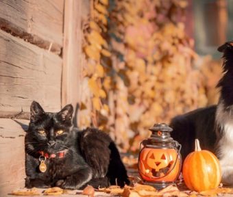 La sécurité à l’Halloween, ce n’est pas sorcier!