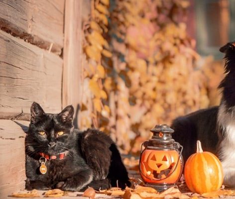 Halloween Safety – No Tricks Needed!