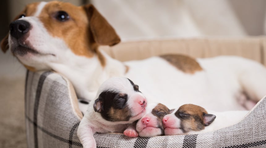 How to Prepare for the Arrival of a Litter of Puppies