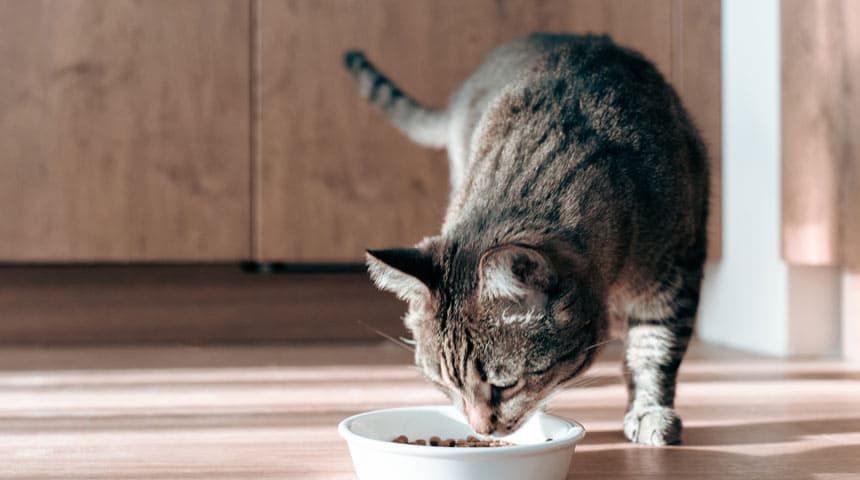 How to Choose the Best Food for Your Pet, and What Are Their Benefits?