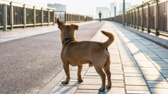 Au secours, mon chien s’est sauvé!